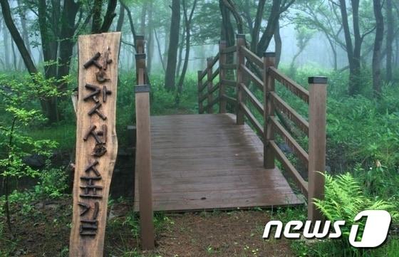 본문 이미지 - 제주 붉은오름자연휴양림 상잣성숲길. ⓒ News1