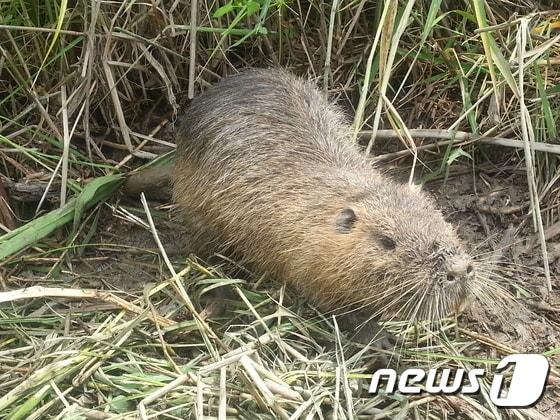 본문 이미지 - 야생 서식 중인 뉴트리아.ⓒ News1