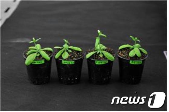 본문 이미지 - 국립생태원이 연구한 애기장대  표본ⓒ News1