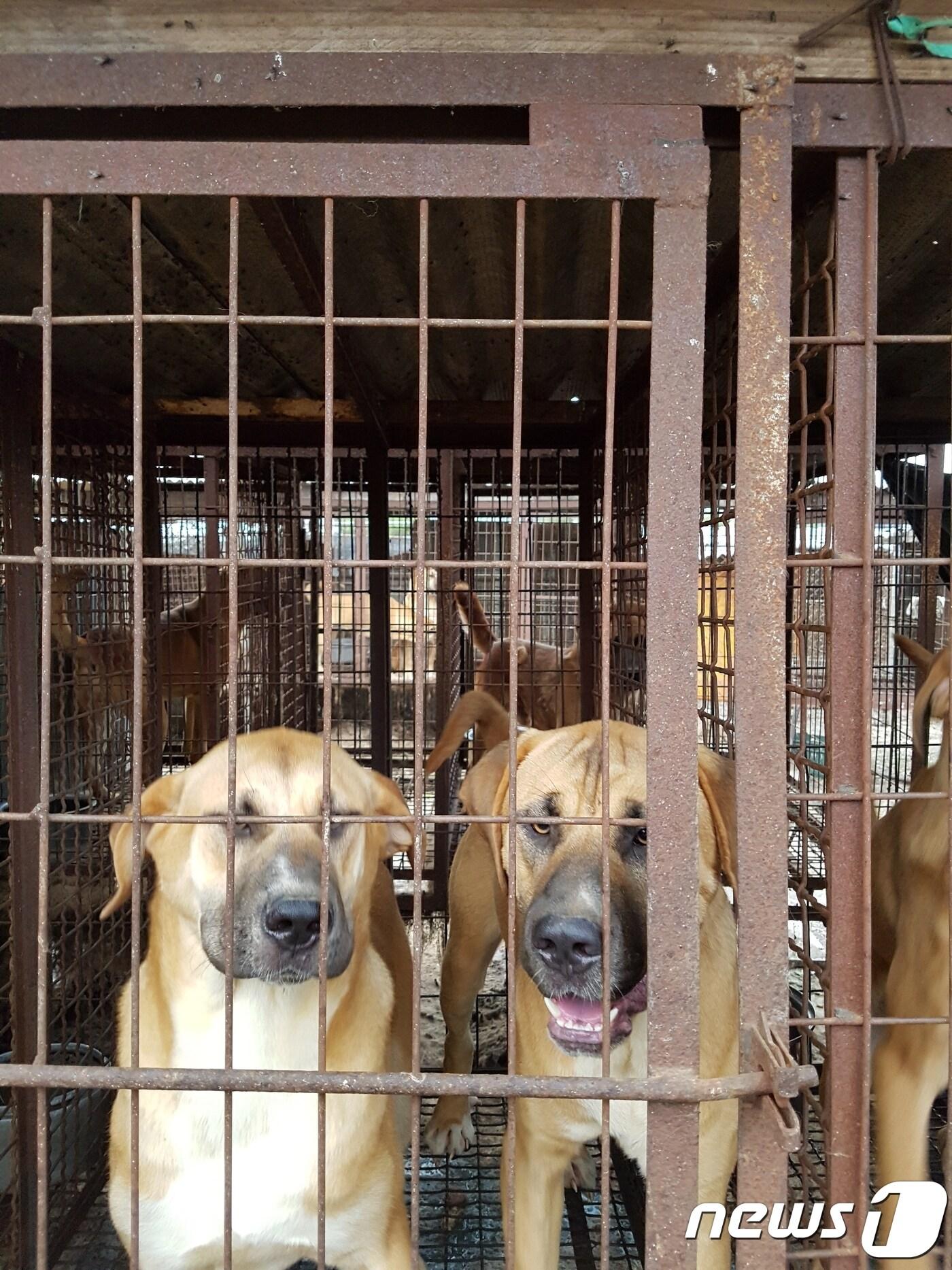 본문 이미지 - 좁은 뜬장에 갇혀 집단으로 사육되는 개농장 개들.(사진 팅커벨프로젝트 제공)ⓒ News1