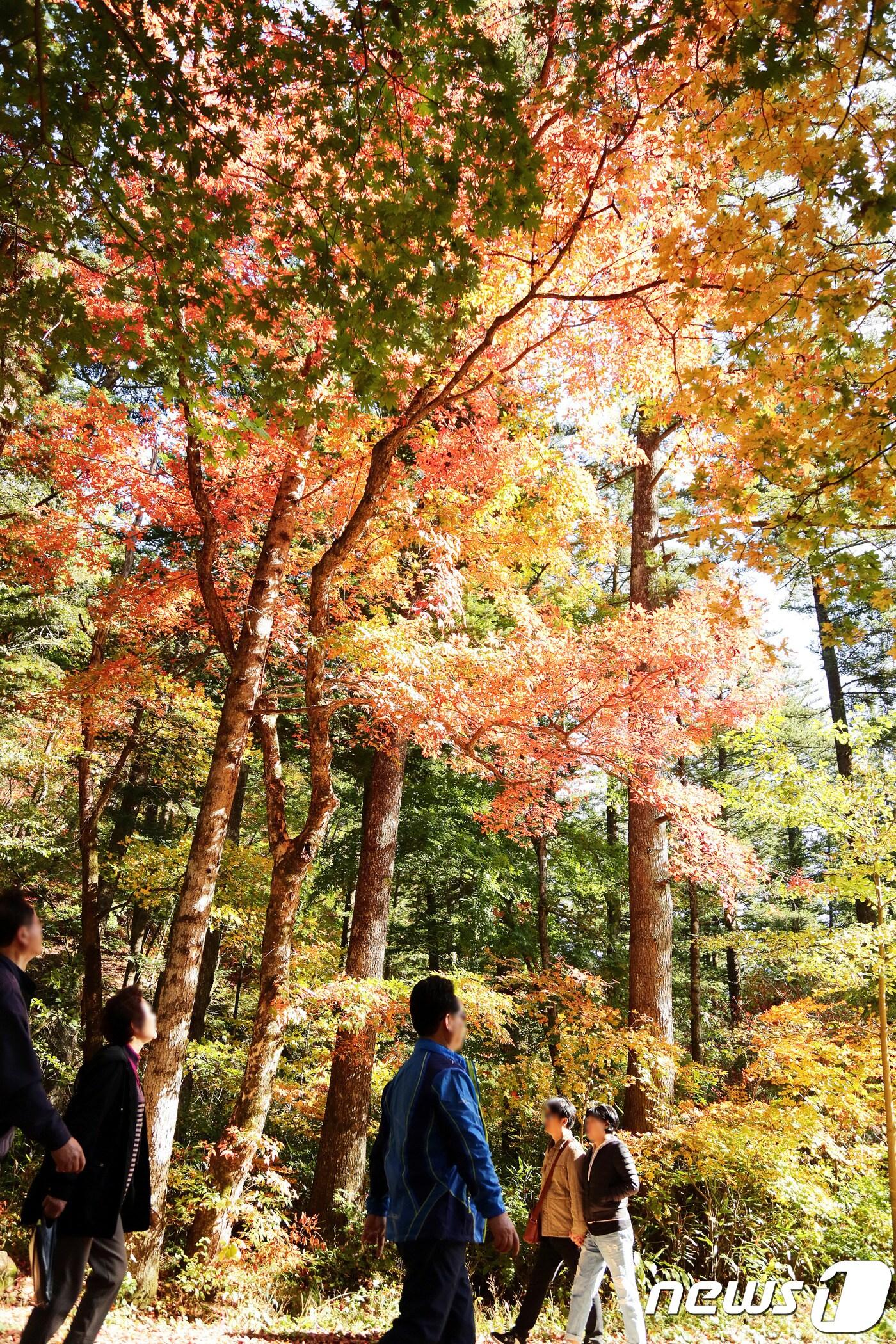 본문 이미지 - 강원 평창군 진부면 오대산국립공원 전나무 숲길의 가을 전경 자료 사진. ⓒ News1