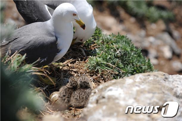 본문 이미지 - 괭이갈매기.ⓒ News1