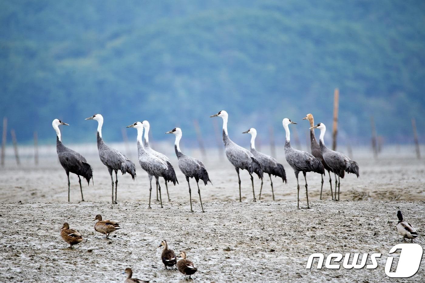본문 이미지 - 18일 올 가을 처음 순천만을 찾아온 천연기념물 228호인 흑두루미가 순천만 갈대군락과 갯벌 사이에서 휴식을 취하고 있다.(순천시 제공)2017.10.18/뉴스1 ⓒ News1 지정운 기자