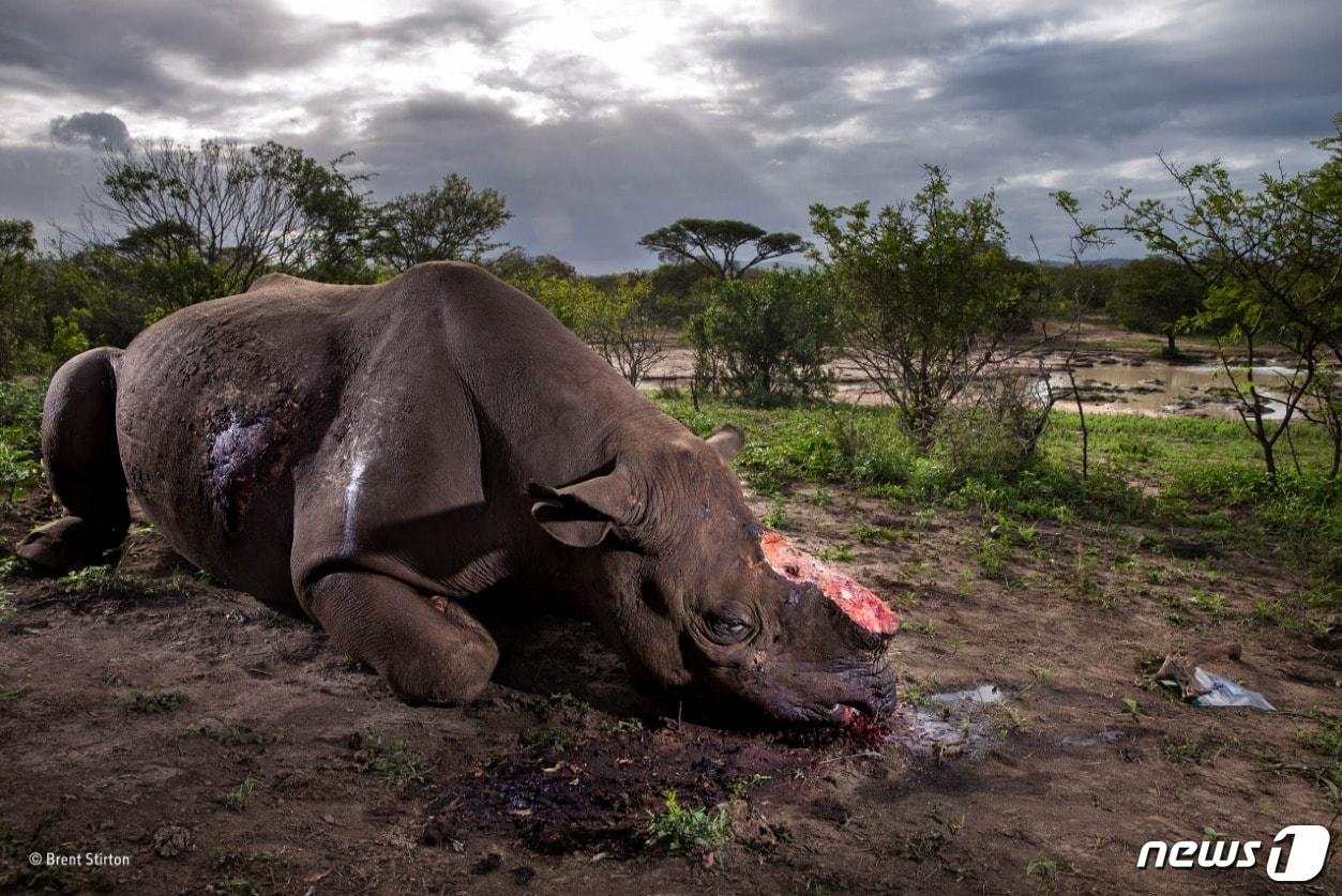 비트코인이 전부가 아니다…코뿔소 밀렵도 막는 블록체인 - 뉴스1