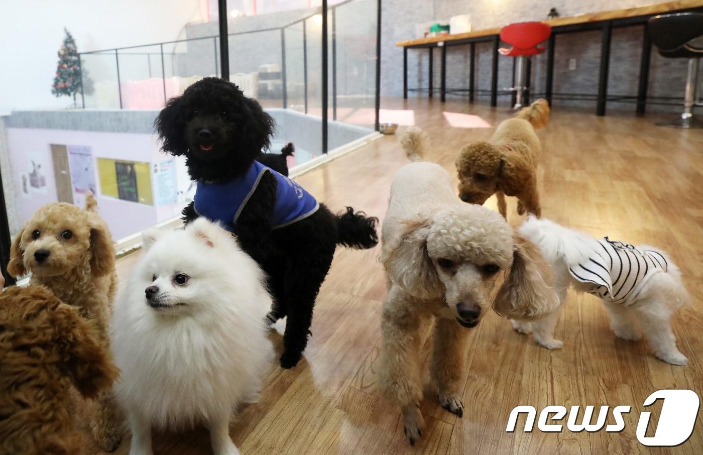 역대 최장 추석 연휴를 맞아 반려동물을 맡기는 애견호텔이 인기를 끌고 있는 가운데 2일 경기도 고양시 일산 애견호텔 '꽃보다 멍멍'에서 반려견들이 전문 트레이너들의 보살핌을 받고 있다. 이곳 애견호텔은 최대 40마리 정도를 수용할 수 있음에도 추석 연휴 예약이 일찌감치 마감되는 등 빗발치는 명절 예약 문의를 감당하지 못하고 있다. 2017.10.2/뉴스1 ⓒ News1 오대일 기자