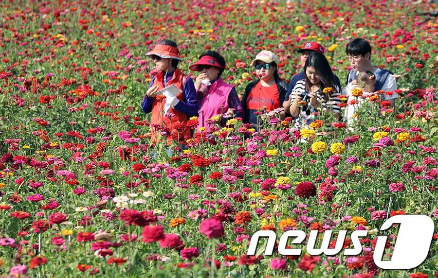 본문 이미지 - 2일 강원도 평창에서 열린 '2017 평창백일홍축제'에서 관광객들이 만개한 백일홍 꽃밭에서 추석 연휴를 즐기는 모습.(평창군 제공) /뉴스1 ⓒ News1