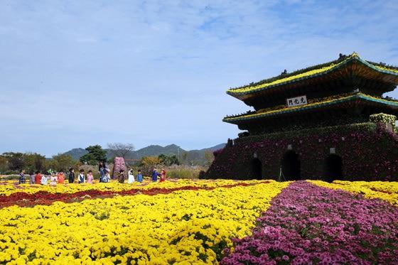 본문 이미지 -  지난 19일 개막한 국화대전은 다음달 4일까지 전남 함평 엑스포공원에서 열린다.함평군청 제공 