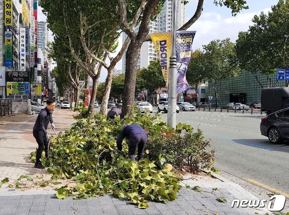 본문 이미지 - 22일 강풍으로 쓰러지고 부러진 나무들을 수성구청 직원들이 수습하고 있다. 이날 오후 12시55분쯤 대구 수성구 만촌네거리 인근 가로수 1그루가 부러져 운행 중이던 승용차 1대의 앞 유리창이 파손되는 피해를 입었다. (대구 수성구 제공)/뉴스1ⓒ News1