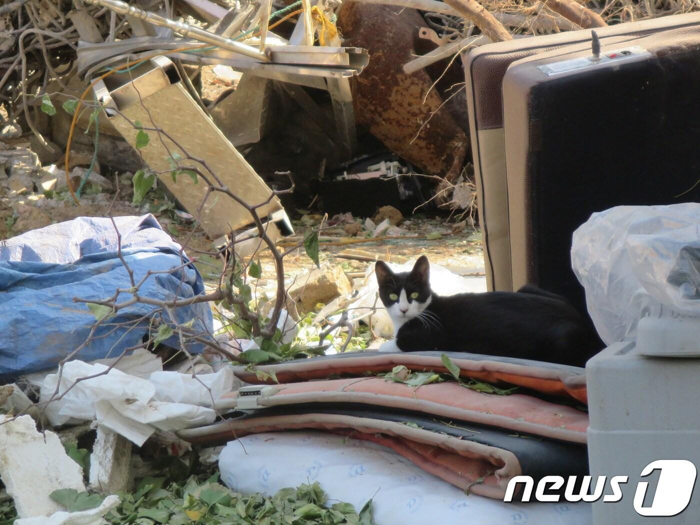 본문 이미지 - 인천시 부평구 부개동 한 재개발지역 현장에서 발견된 길고양이.ⓒ News1
