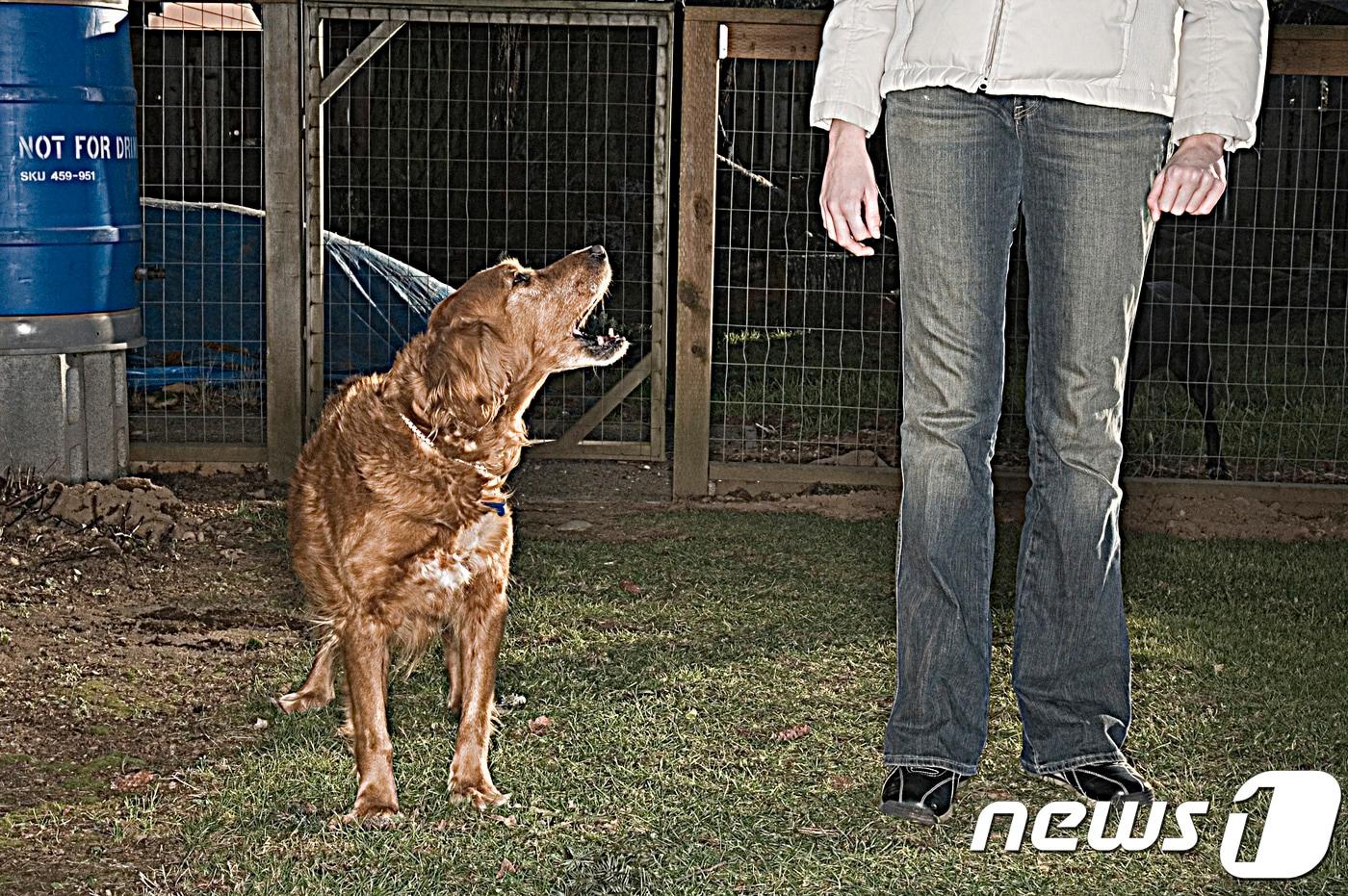 개(사진 이미지투데이)ⓒ News1