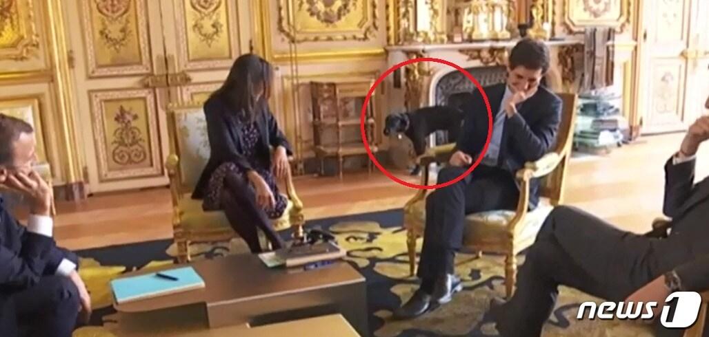 본문 이미지 - 엘리제궁 벽난로에 소변을 보는 중인 에마뉘엘 마크롱 프랑스 대통령의 반려견 '네모'. (TF1 갈무리) ⓒ News1