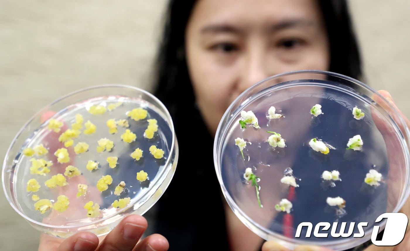 국립낙동강생물자원관 담수생물다양성연구실 관계자가 '미분화 식물세포로 멸종위기종 식물 7종 증식 성공' 브리핑을 갖고 멸종위기 야생생물 2급인 층층둥굴레(왼쪽)와 매화마름의 식물세포 덩어리를 설명하고 있다.  ⓒ News1 장수영 기자