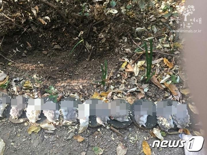 본문 이미지 - 24일 동물자유연대로 접수된 햄스터의 사체 사진(동물자유연대 제공)ⓒ News1