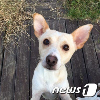 본문 이미지 - 믹스견 '나래'(2세 추정·암컷)(사진 케어 제공)ⓒ News1