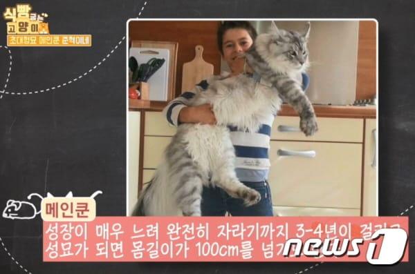 본문 이미지 - '식빵 굽는 고양이 시즌2' 17회 예고편 ⓒ News1