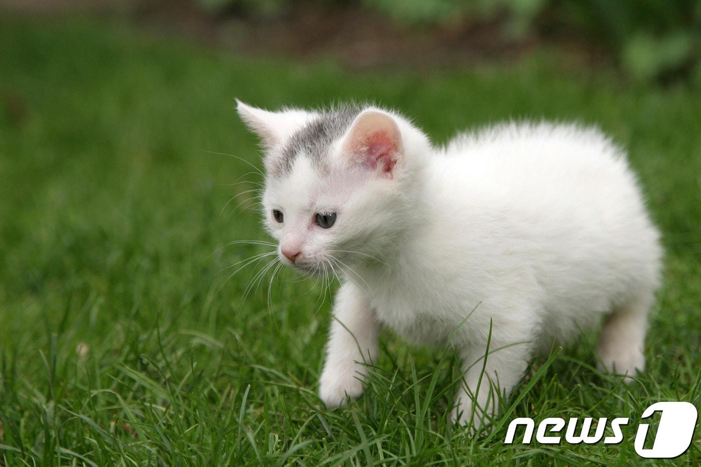 아기 고양이.(사진 이미지투데이)ⓒ News1
