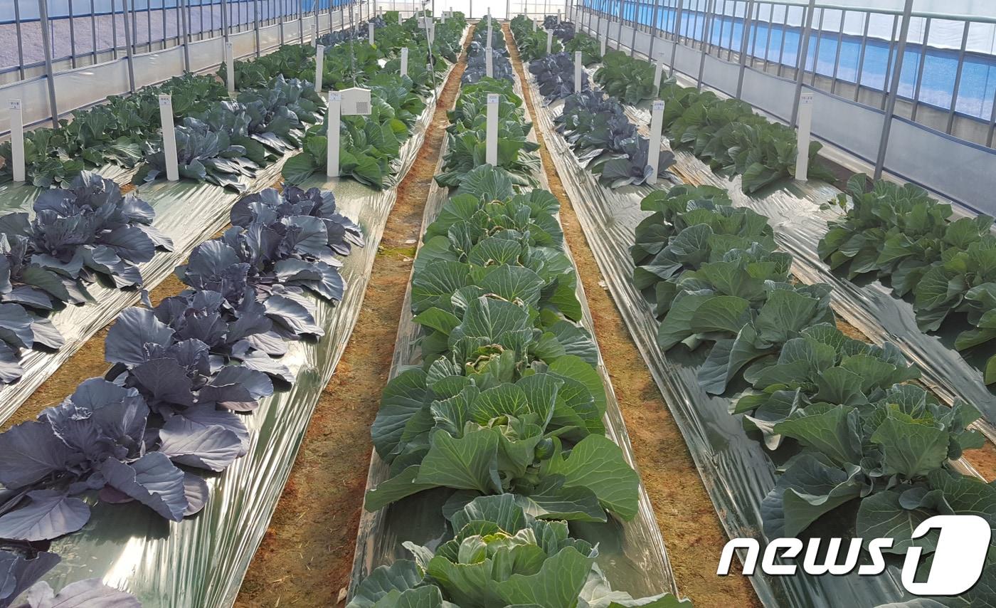 전남농업기술원 겨울철 유휴 비닐하우스 활용 양배추 재배 기술 개발. 2017.11.16./뉴스1 ⓒ News1