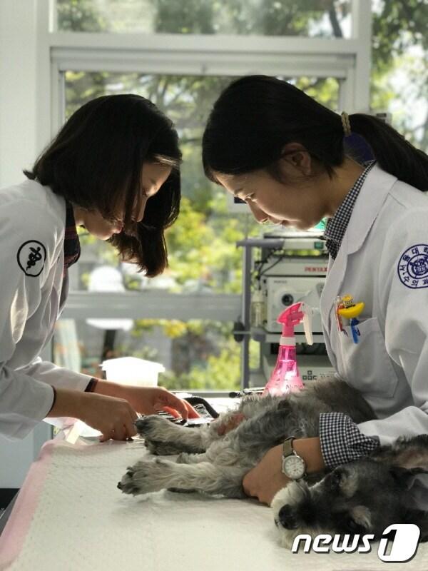 본문 이미지 - 서울대 동물병원 의료진이 반려견을 치료하고 있다.(사진 서울대병원 제공) ⓒ News1