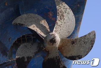 본문 이미지 - 따개비 자료사진/뉴스1 ⓒ News1