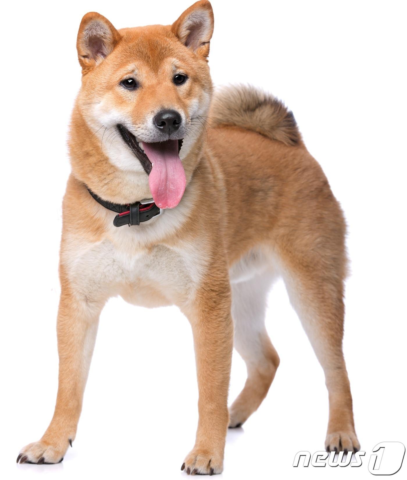 본문 이미지 - 시바견(사진 이미지투데이)ⓒ News1