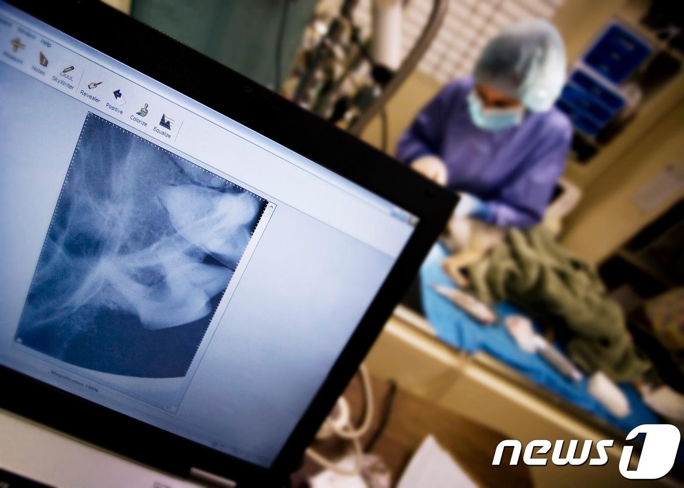 본문 이미지 - 동물병원. 사진 이미지투데이 ⓒ News1