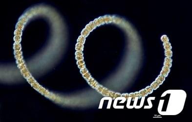 본문 이미지 - 아나베나종(국립환경과학원 제공) ⓒ News1