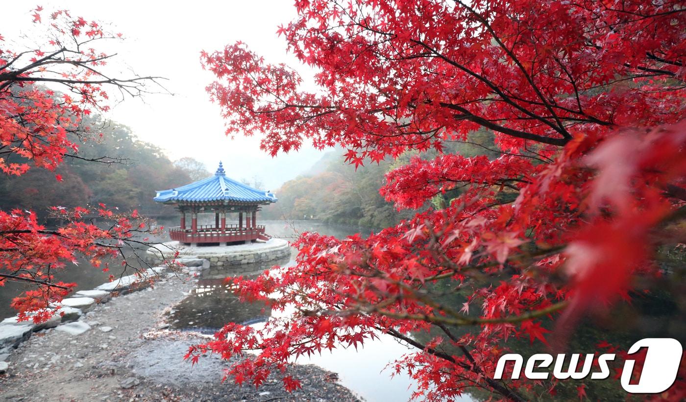 본문 이미지 - 내장산 우화정과 단풍(뉴스1/DB) ⓒ News1 