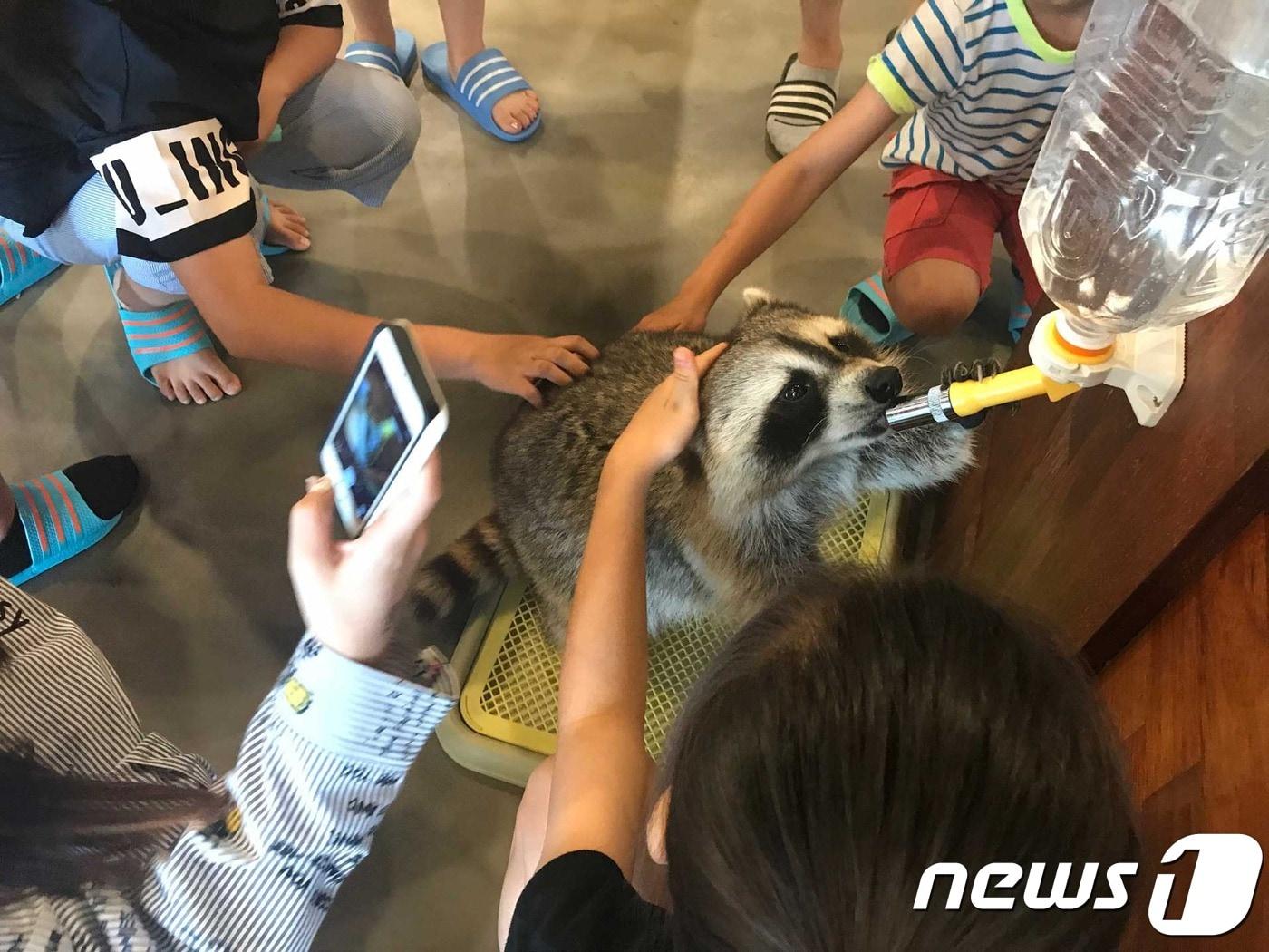 본문 이미지 - 일부 야생동물카페에서는 방문객이 동물을 만지거나, 먹이주기 체험, 동물이 사람을 타고 기어오르는 행동 등 동물과 방문객 간 직접적인 접촉이 무분별하게 이뤄지고 있다.(사진 어웨어 제공)ⓒ News1