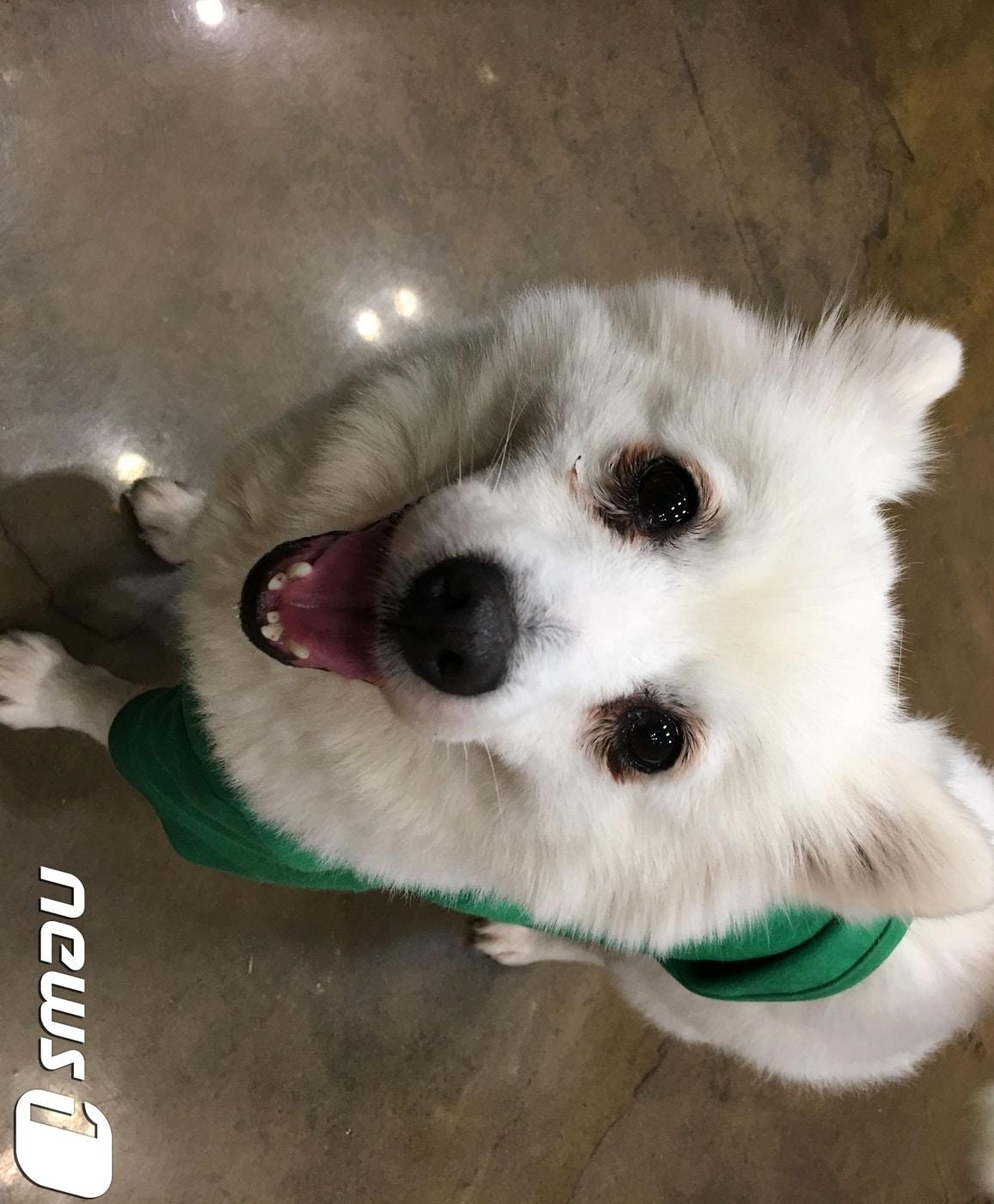 본문 이미지 - 한 노인으로부터 구조된 '꽃봄'.(사진 케어 제공)ⓒ News1