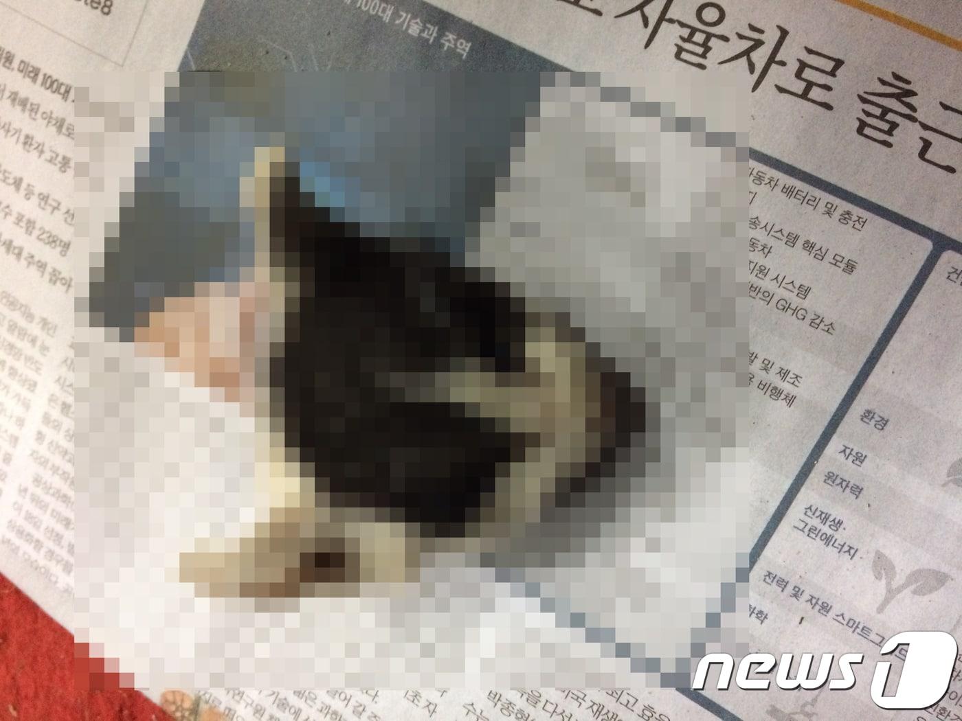 본문 이미지 - 서울 마포구 공덕시장 내에서 발견된 새끼 길고양이 머리.(사진 제보자 제공)ⓒ News1