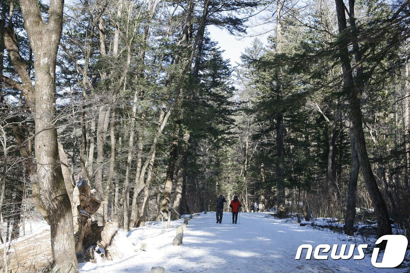 본문 이미지 - 월정사 전나무숲. 관광공사 제공 ⓒ News1
