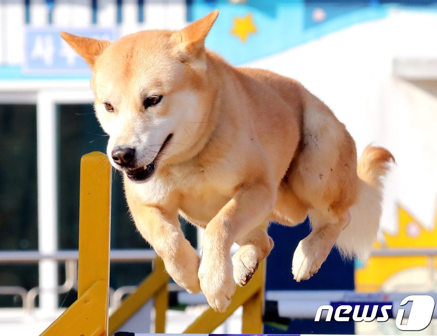 본문 이미지 - 전남 진도군 진도개테마파크에서 진돗개가 장애물 훈련을 받고 있다. /뉴스1 ⓒ News1 장수영 기자