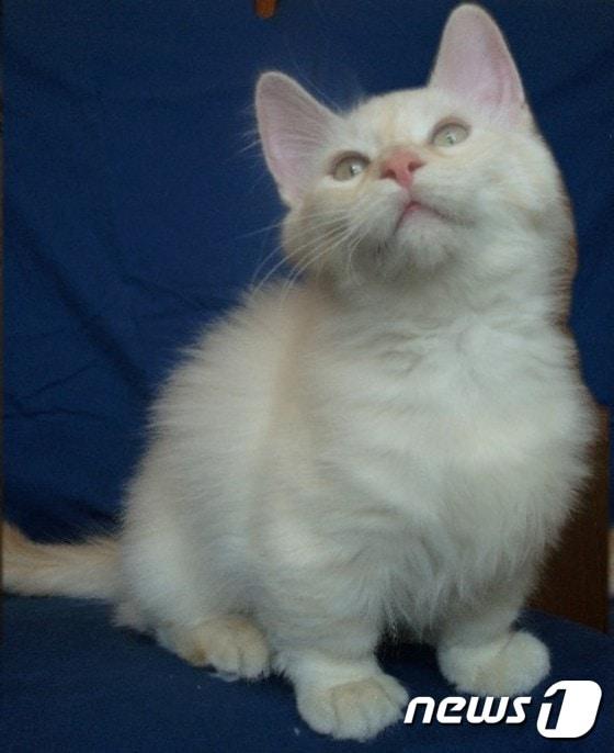 본문 이미지 - 먼치킨 고양이.(사진 위키피디아)ⓒ News1
