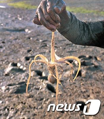 본문 이미지 - 무안 갯벌낙지/뉴스1 ⓒ News1
