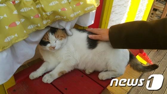 본문 이미지 - '어울쉼터'에서 일광욕을 즐기고 있는 유기묘. 사람의 손길을 즐기고 있다. ⓒ News1