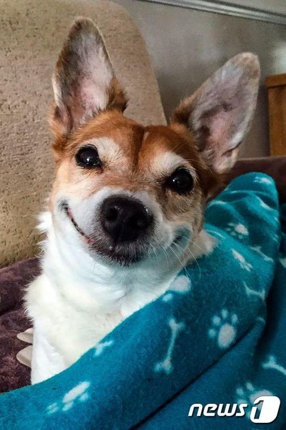 본문 이미지 - 버피는 활짝 웃는 얼굴로 유명한 반려견이다. (사진 Mercury Press and Media Ltd 캡처) ⓒ News1