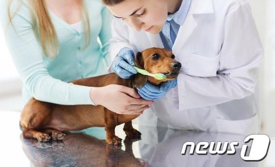 본문 이미지 - (사진 이미지투데이) ⓒ News1