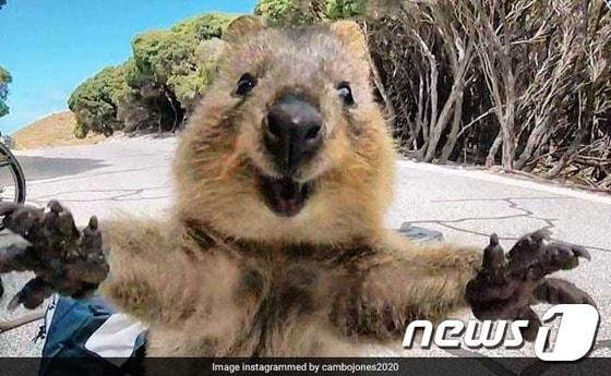 본문 이미지 - 마치 안아달라는 듯한 쿼카의 모습. (사진 캠벨 존스 인스타그램 캡처)  ⓒ News1