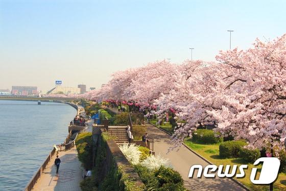 본문 이미지 - 스미다 공원<사진=도부철도>ⓒ News1