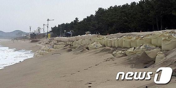 본문 이미지 - 강원도 삼척시 근덕면 맹방해변 일대의 모래가 깎여나가 모래주머니로 보수공사를 해놓은 모습.  /뉴스1DB