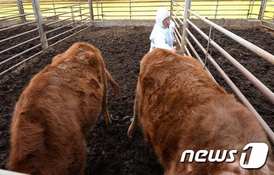 본문 이미지 - 경기 용인시의 한 농장에서 수의사가 소들에게 구제역 예방백신을 접종하고 있다. 2017.2.8/뉴스1 (사진은 기사 내용과 무관함) / 뉴스1 ⓒ News1