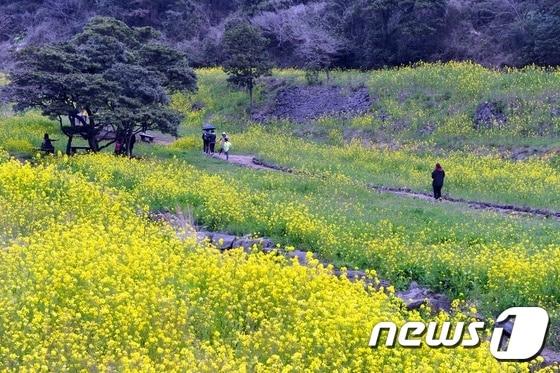 본문 이미지 - 귀포 유채꽃 국제걷기대회 참가자들이 유채꽃을 감상하며 걷고 있다.뉴스1