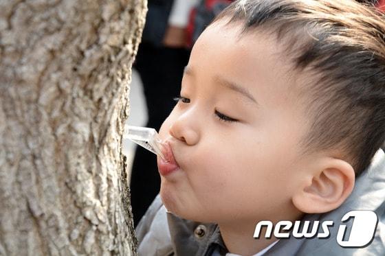 본문 이미지 - 강원 인제군 상남면 미산1리 마을회관 일원에서 열린 제13회 미산계곡 방태산 고로쇠축제에서 한 어린이가 고로쇠 수액을 맛보고 있다.(뉴스1 DB)