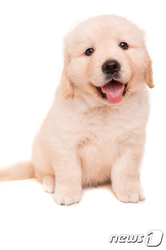 본문 이미지 - 매년 3월 23일은 '국제 강아지의 날'이다. (출처 이미지투데이)ⓒ News1