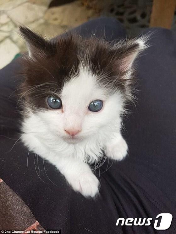 본문 이미지 - 일명 '작은 박쥐 귀의 바비'라고 불리는 아기 고양이.(사진 세컨드찬스 캣레스큐 페이스북 영상 캡처) ⓒ News1