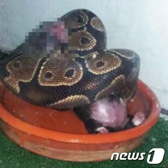 본문 이미지 - 큰 비단구렁이에게 살아있는 강아지를 먹이로 준 여성이 조사를 받고 있다. (사진 데일리메일 해당 기사 캡처)  ⓒ News1