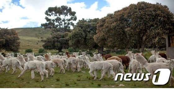 본문 이미지 - 알파카 무리. 페루관광청 제공.ⓒ News1