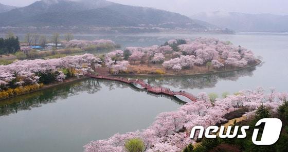 본문 이미지 - 지난해 4월 벚꽃으로 하얗게 물든 경주 보문단지/사진제공=경주시ⓒ News12017.3.27/뉴스1