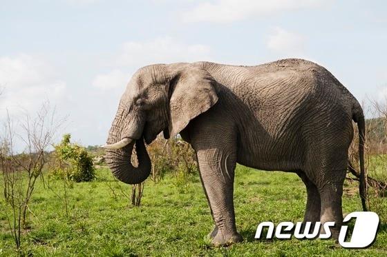 본문 이미지 - 코끼리가 포유류 중 가장 잠을 조금 자는 것으로 드러났다. (자료사진 이미지투데이) ⓒ News1