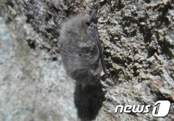 본문 이미지 - 강원도 인제에서 확인된 멸종위기 야생생물 2급 토끼박쥐/뉴스1 ⓒ News1